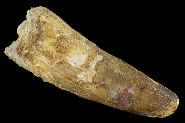 Bargain, Real Spinosaurus Tooth - Robust Tooth #119595